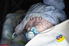 PO%20LOV%2008993.jpg